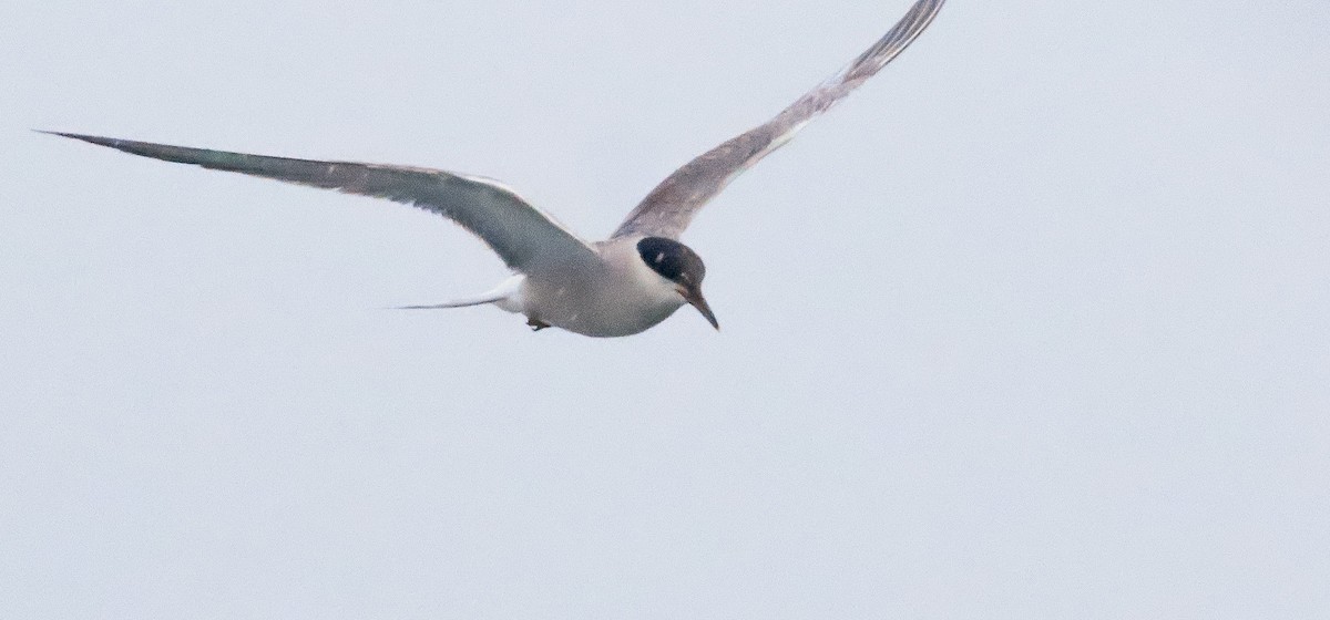 Common Tern - ML639787382