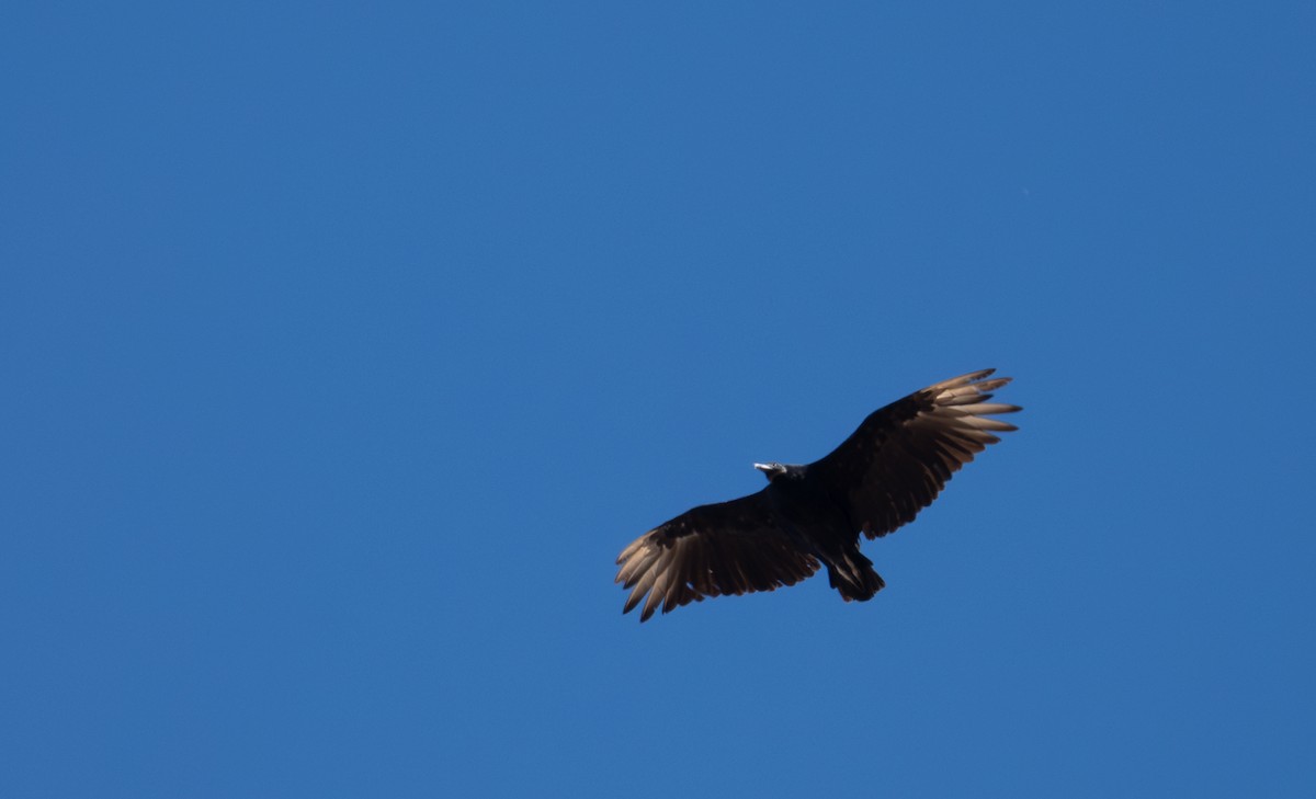 Black Vulture - ML639787427