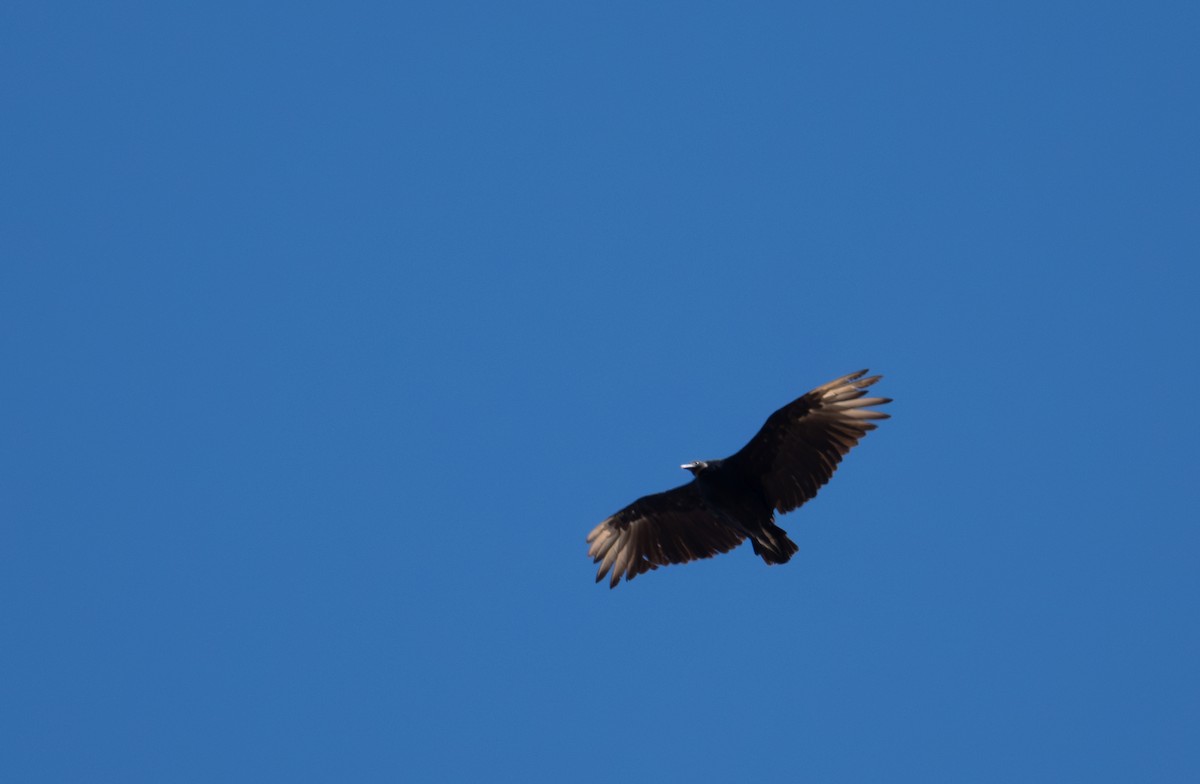 Black Vulture - ML639787429