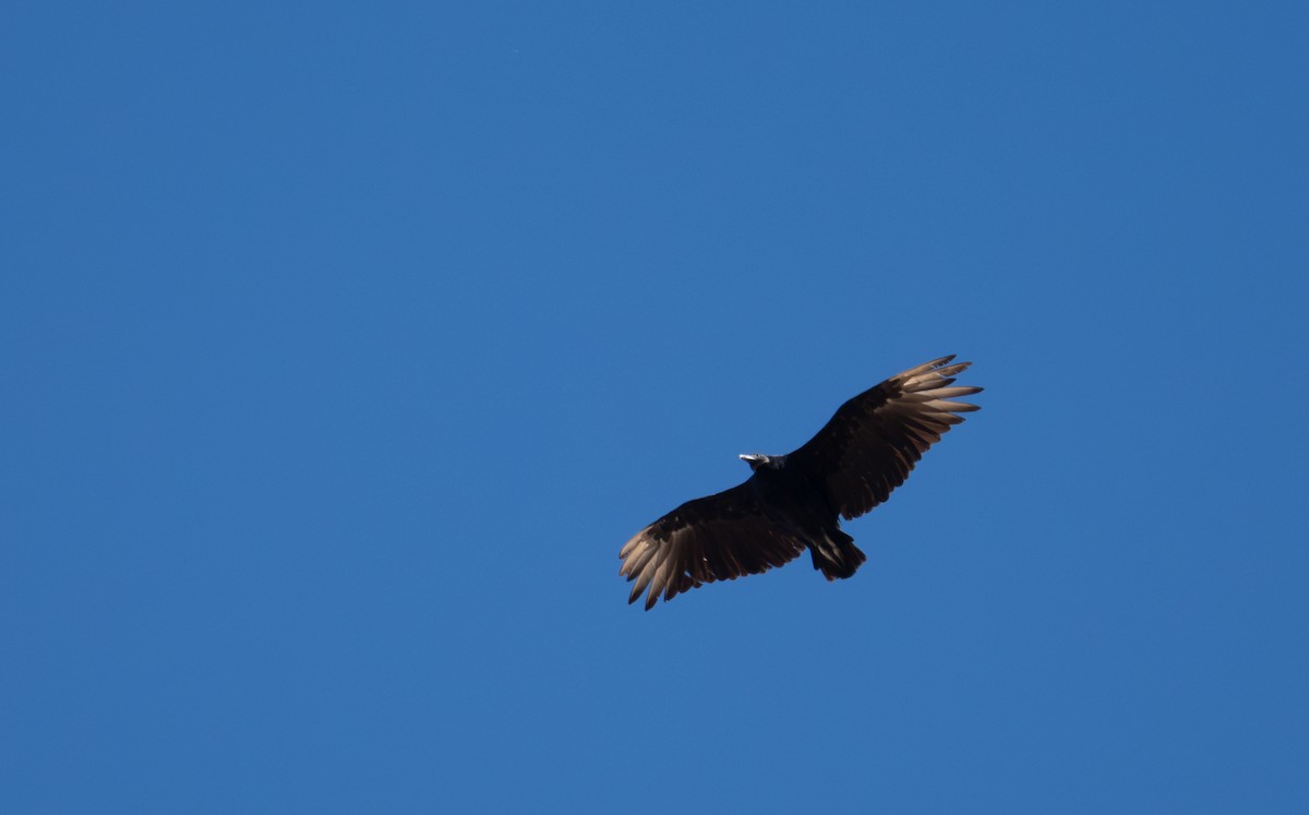 Black Vulture - ML639787430