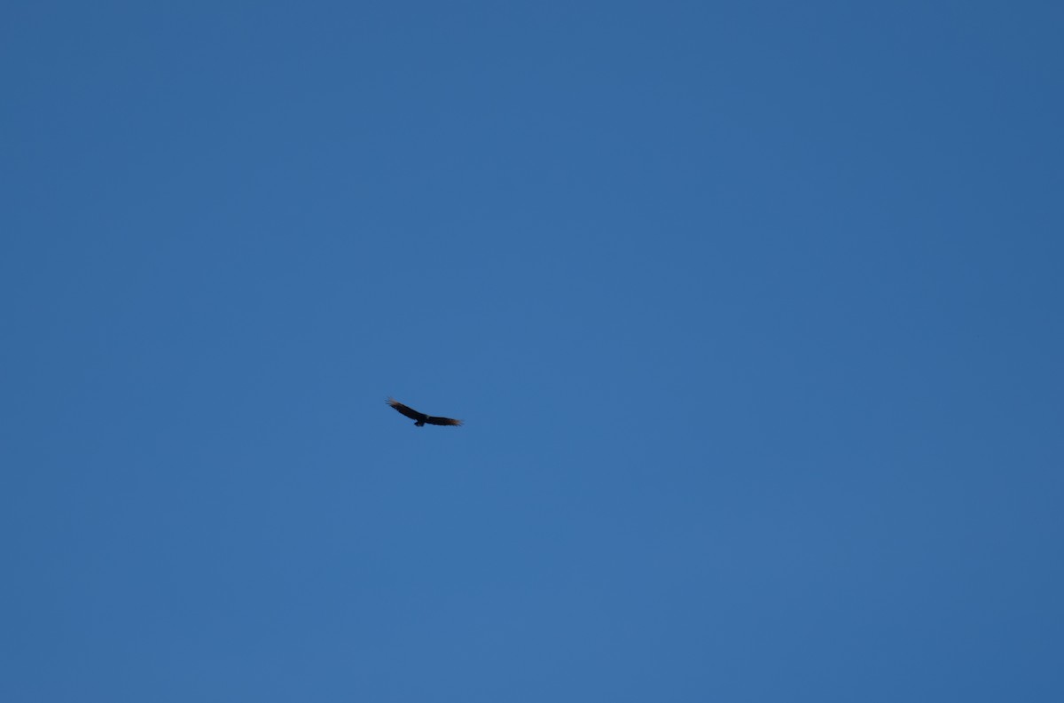 Black Vulture - ML639787461