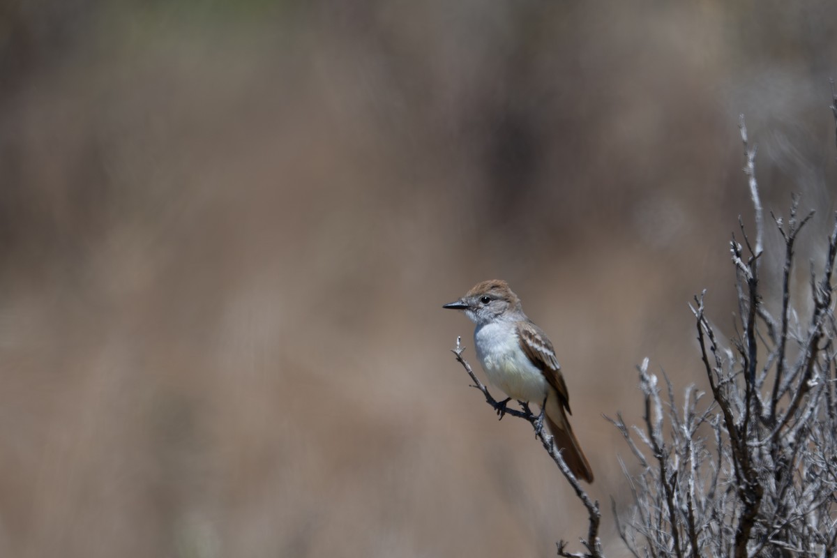 Ash-throated Flycatcher - ML639787496