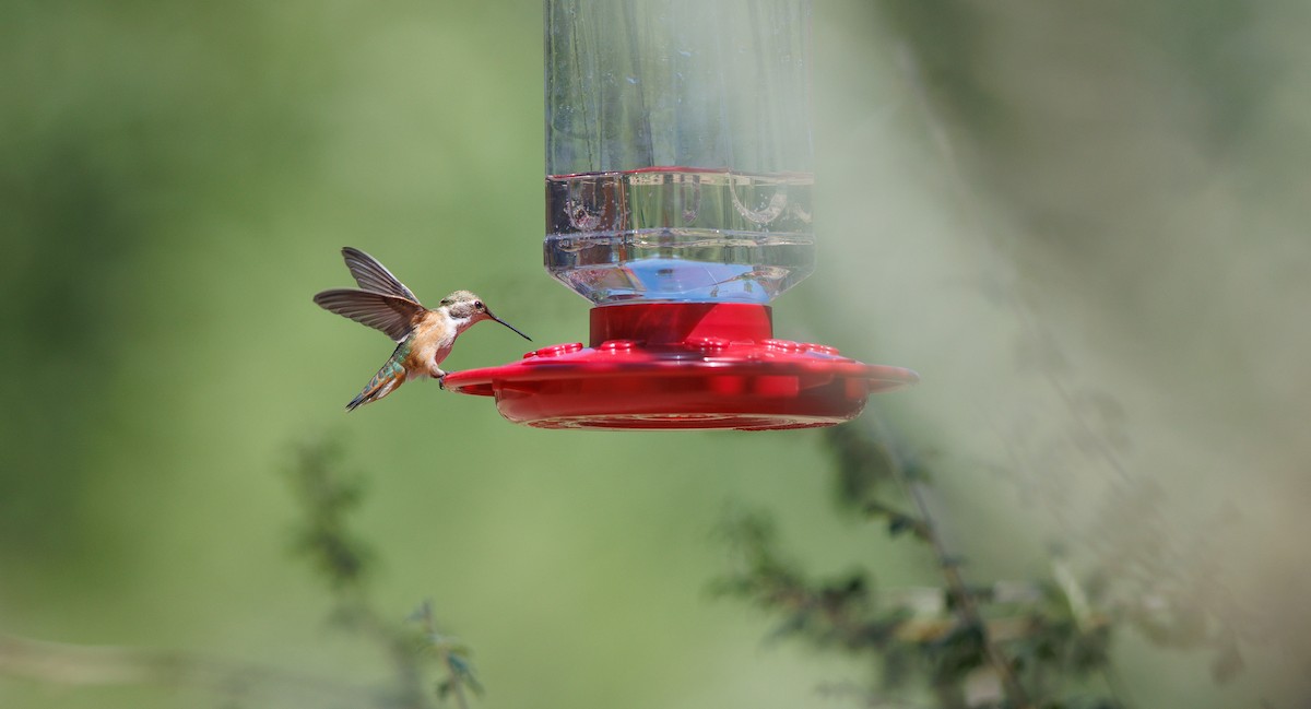 Broad-tailed Hummingbird - ML639787505
