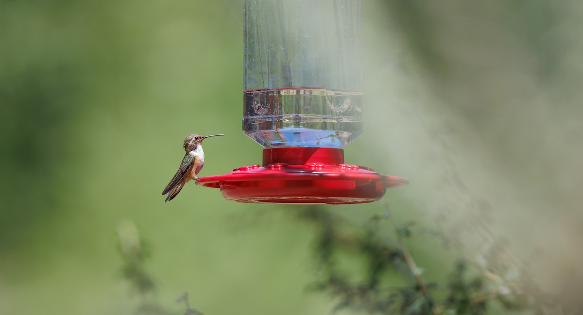 Broad-tailed Hummingbird - ML639787568