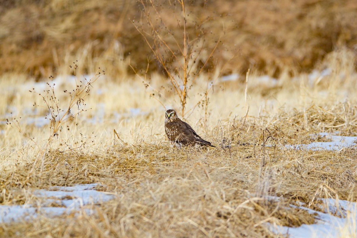 Саарал хулд - ML639787632