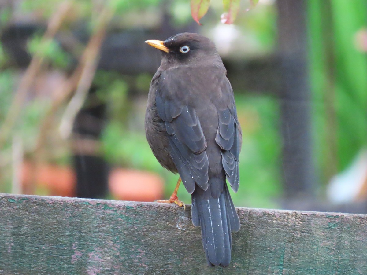 Sooty Thrush - ML639787650