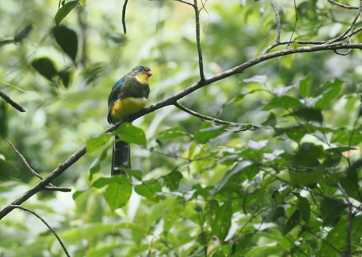 Javan Trogon - ML639787700