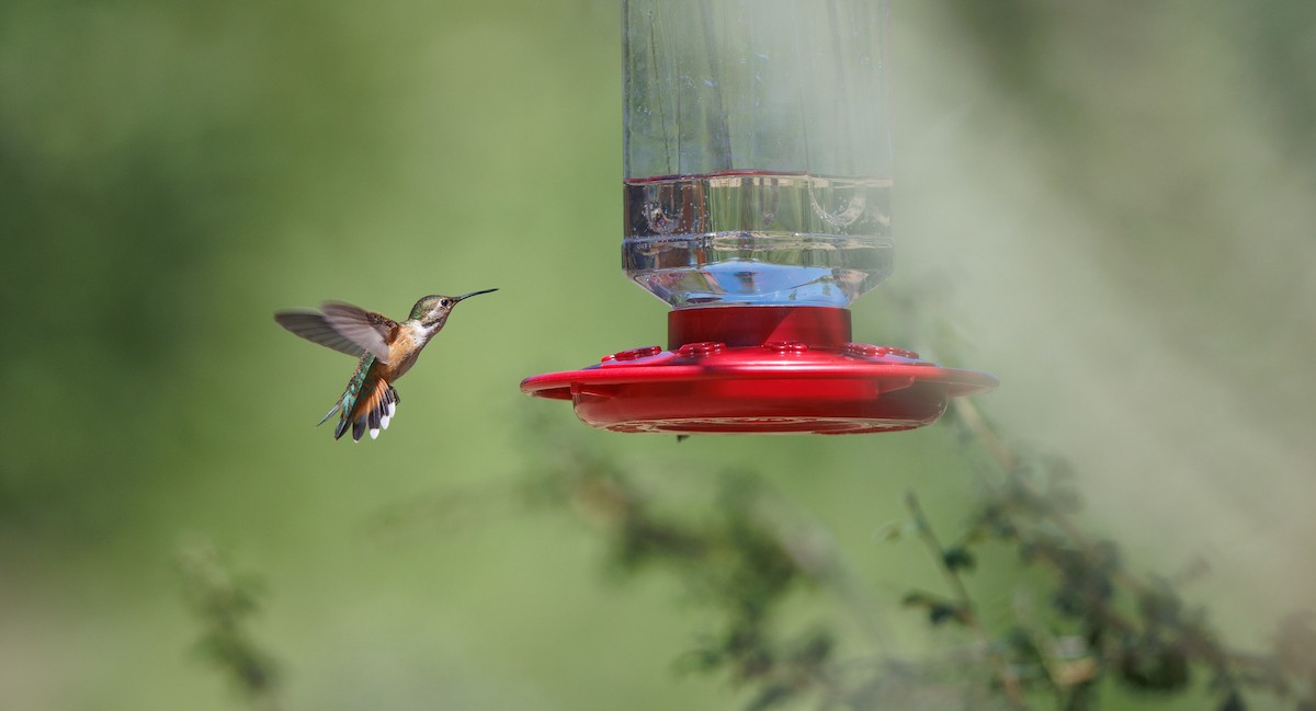 Broad-tailed Hummingbird - ML639787729