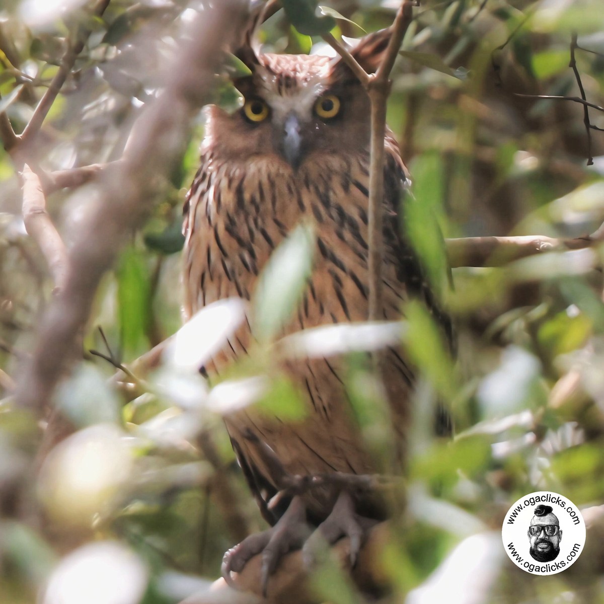 Buffy Fish-Owl - ML639787744