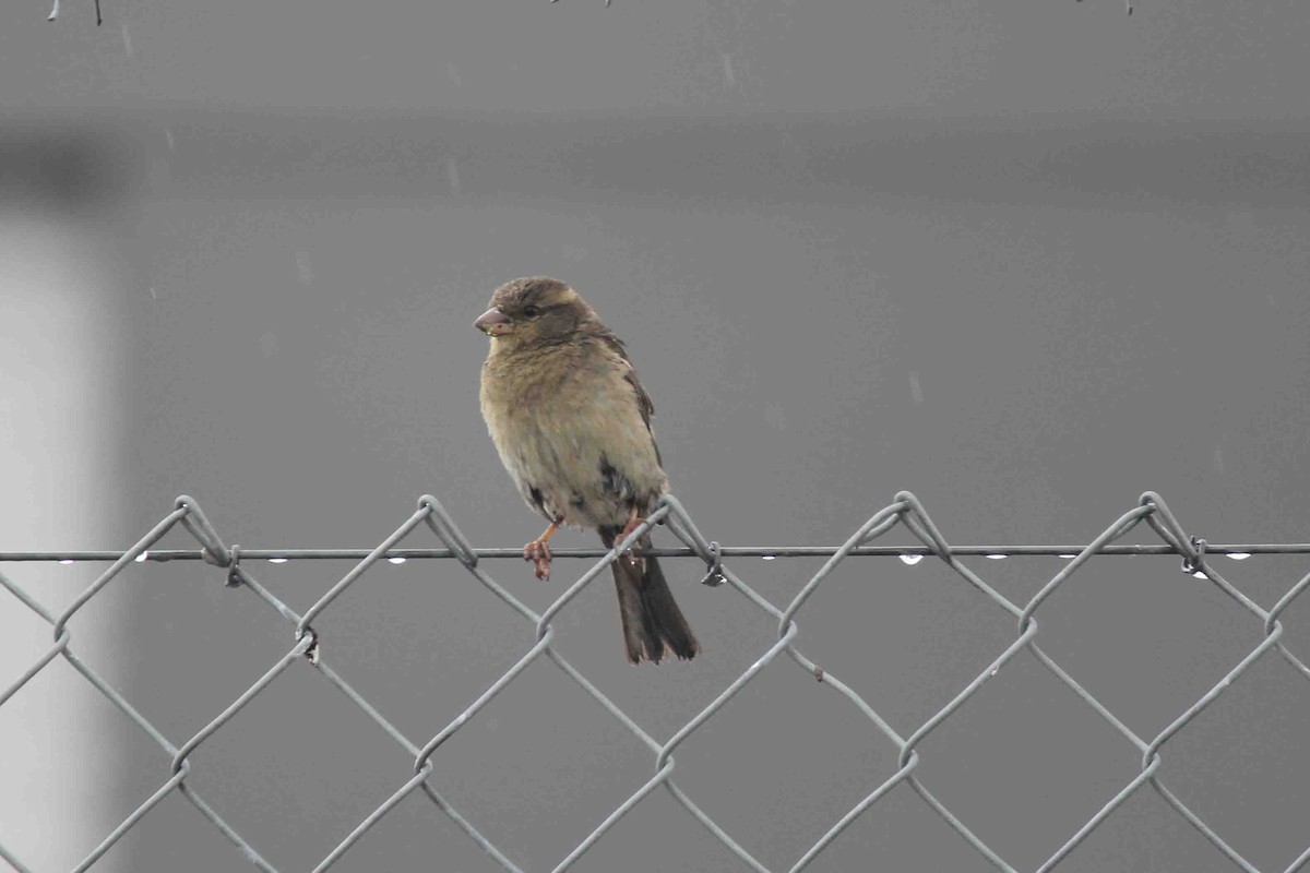 Moineau domestique - ML639787779
