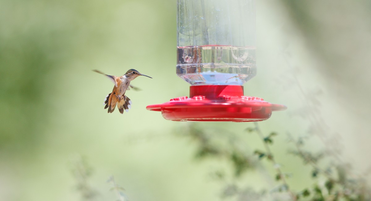 Broad-tailed Hummingbird - ML639787888