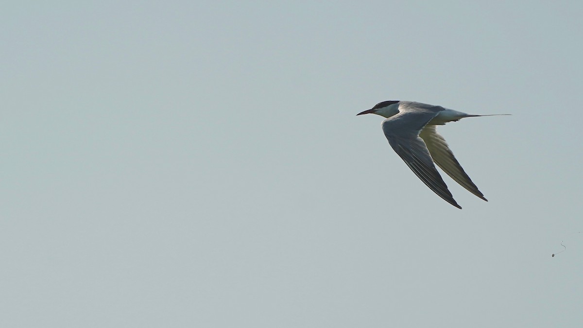 Common Tern - ML639787893