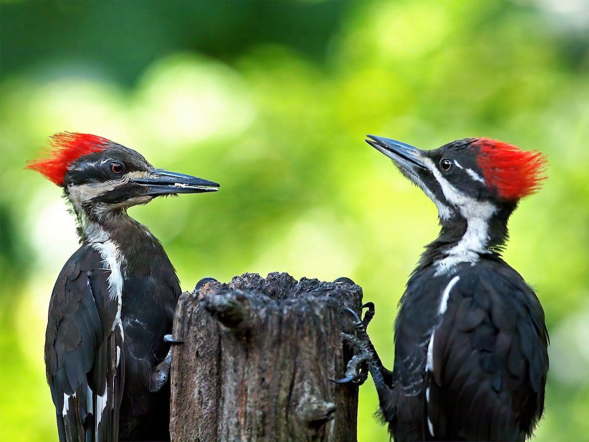 Pileated Woodpecker - ML639787975