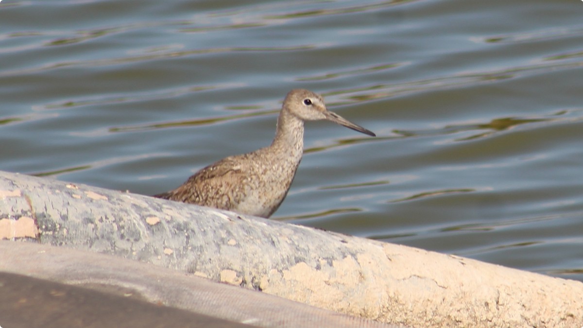 Willet - ML639787983