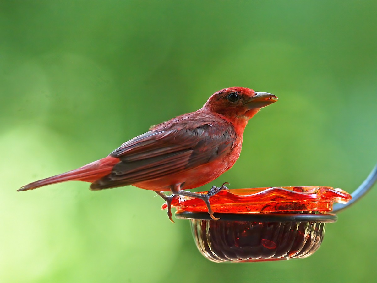 Summer Tanager - ML639787986