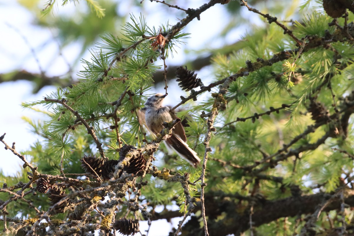 Long-tailed Tit - ML639788006