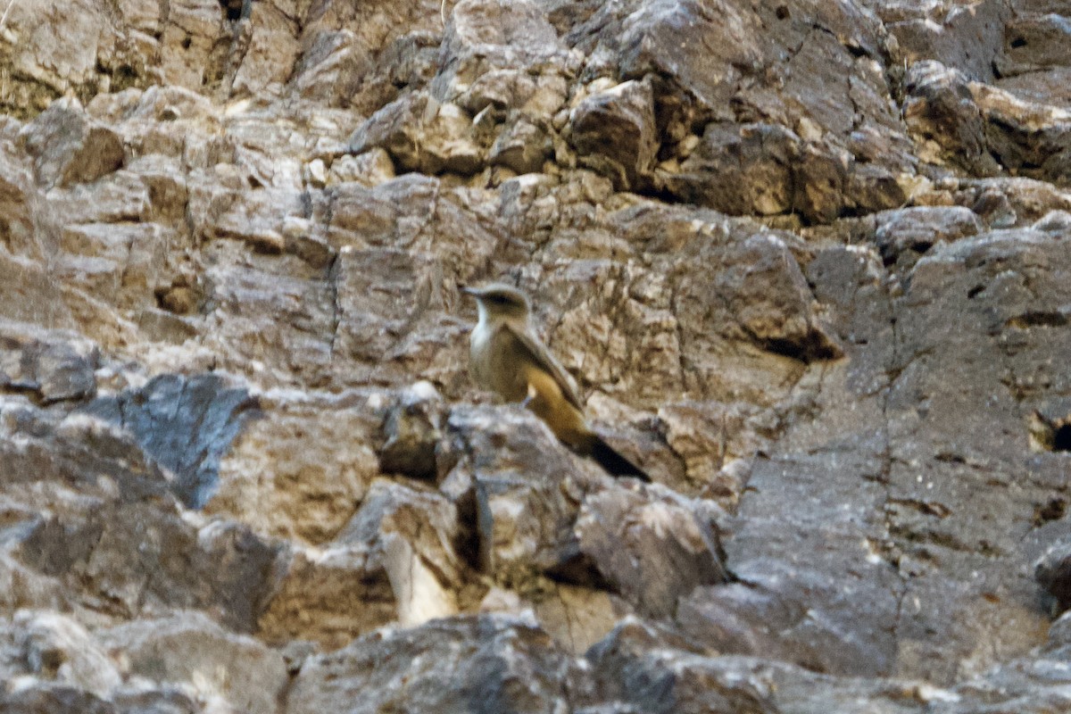 Say's Phoebe - ML639788008