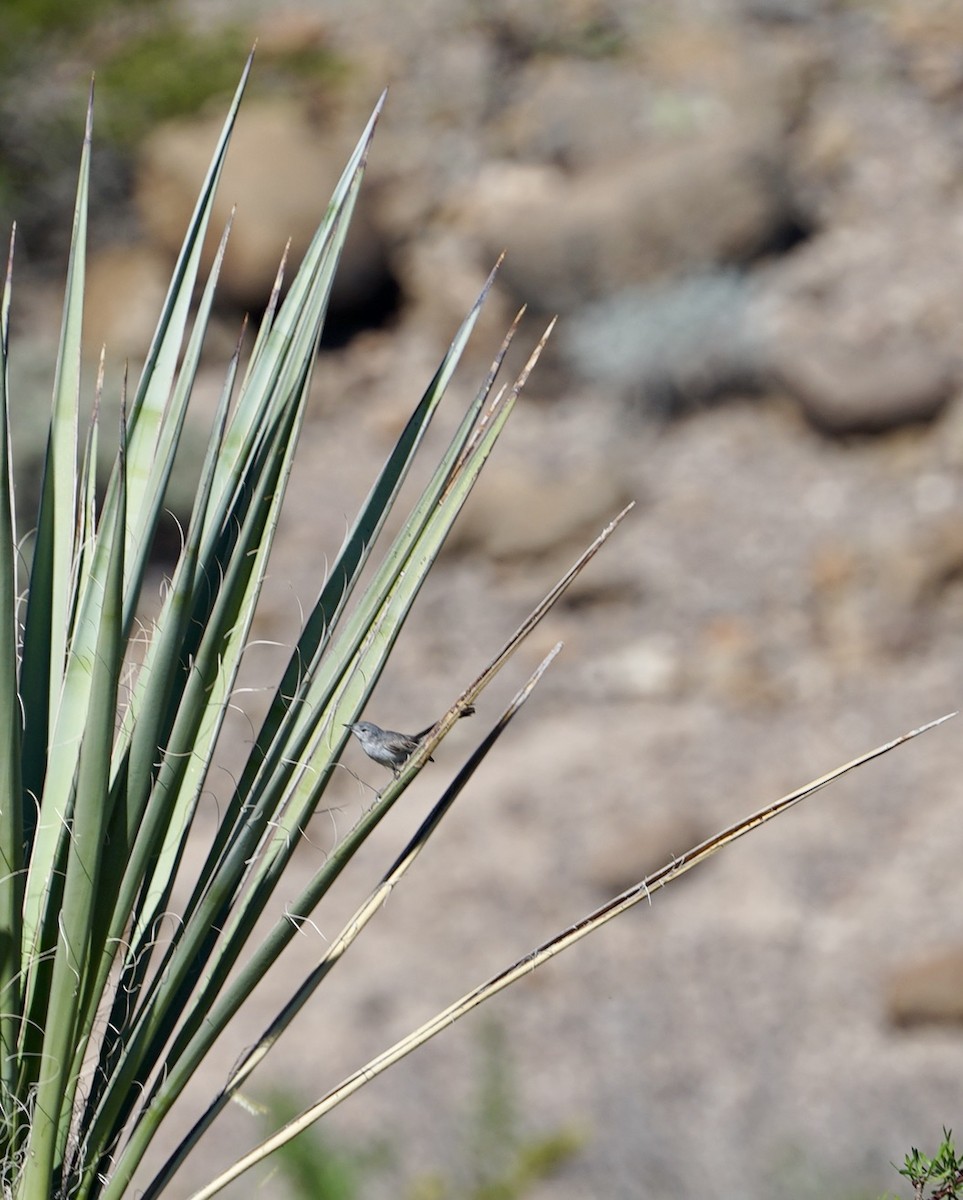 Black-tailed Gnatcatcher - ML639788035