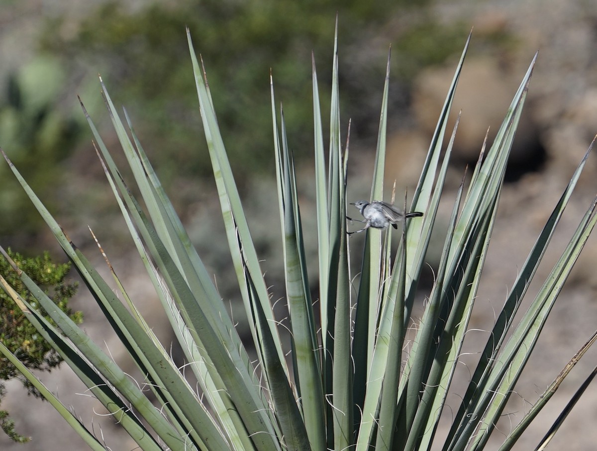 Black-tailed Gnatcatcher - ML639788036