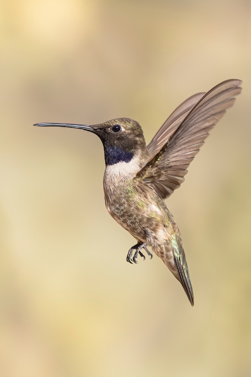 Black-chinned Hummingbird - ML639788126