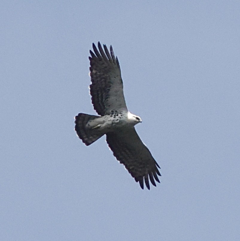 Cassin's Hawk-Eagle - ML639788128