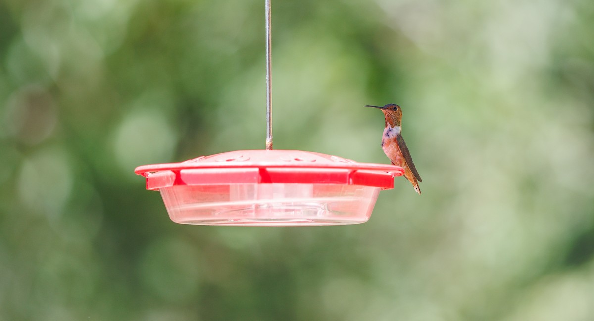 Rufous Hummingbird - ML639788136