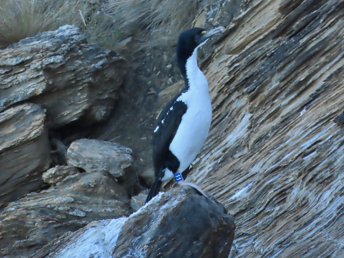 New Zealand King Shag - ML639788165