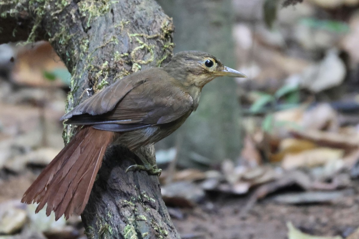 Ochre-throated Foliage-gleaner - ML639788173