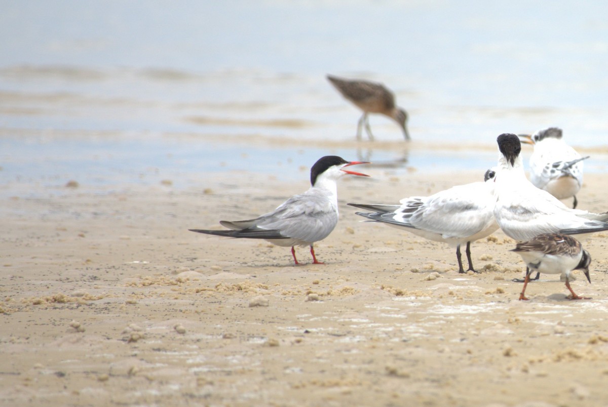 Common Tern - ML639788223