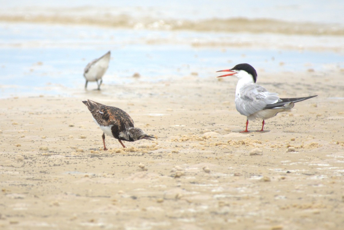 Common Tern - ML639788224
