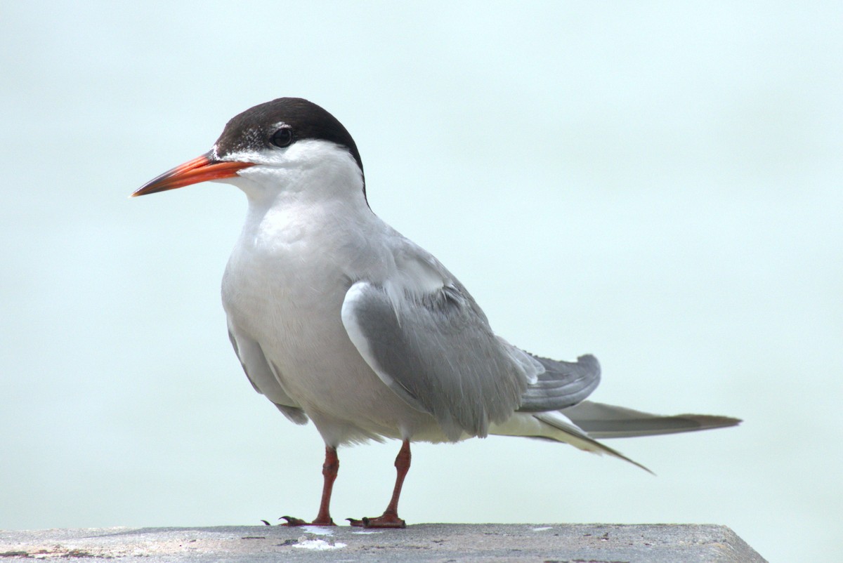 Common Tern - ML639788226