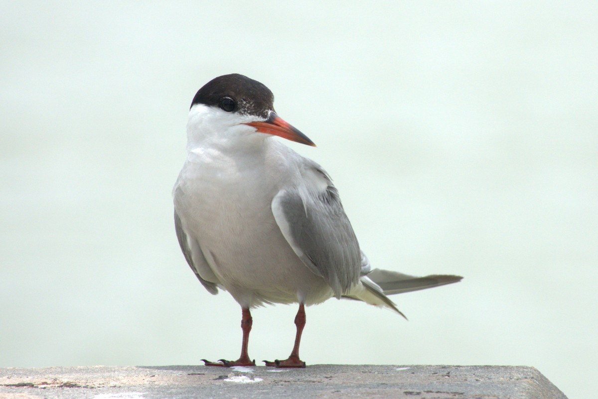 Common Tern - ML639788227