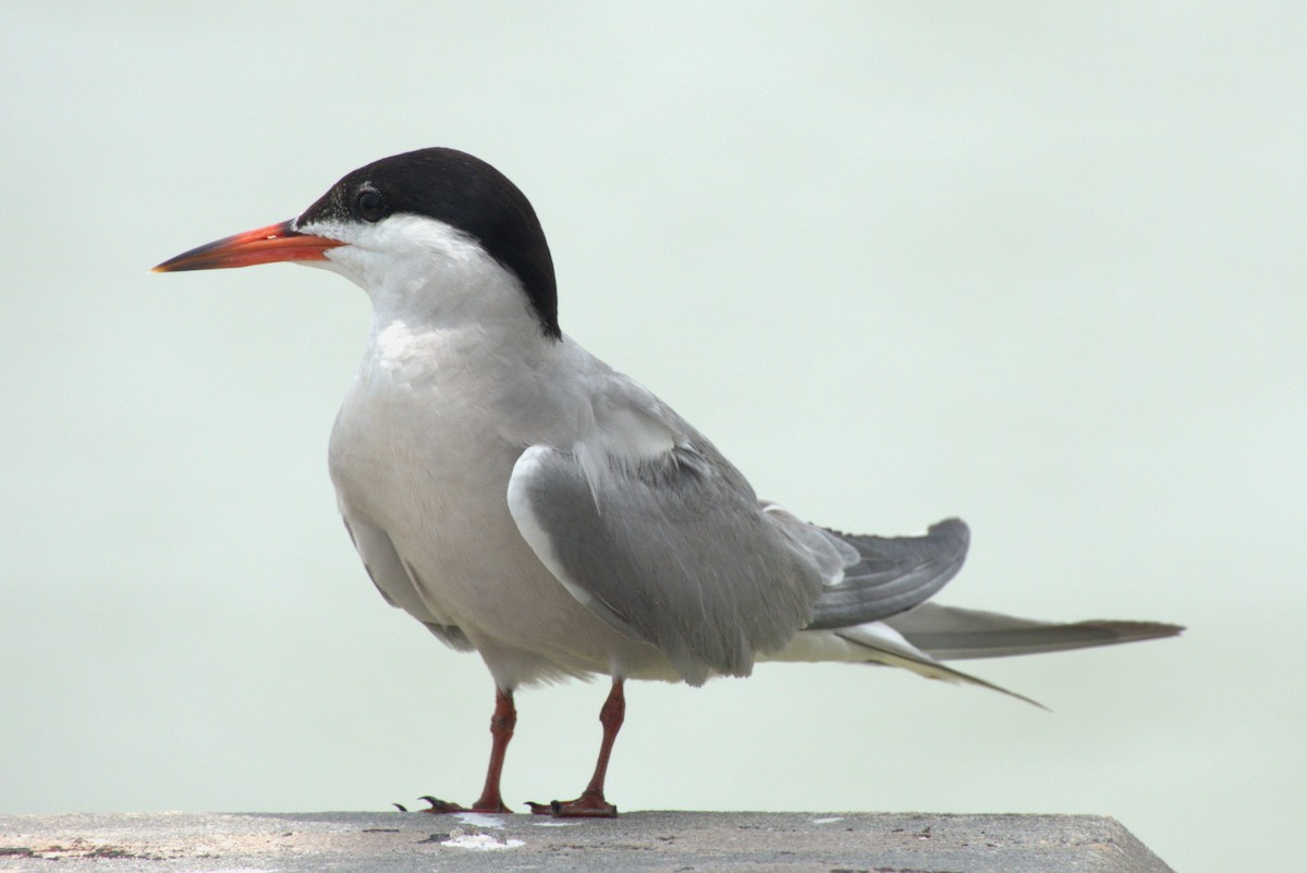 Common Tern - ML639788229