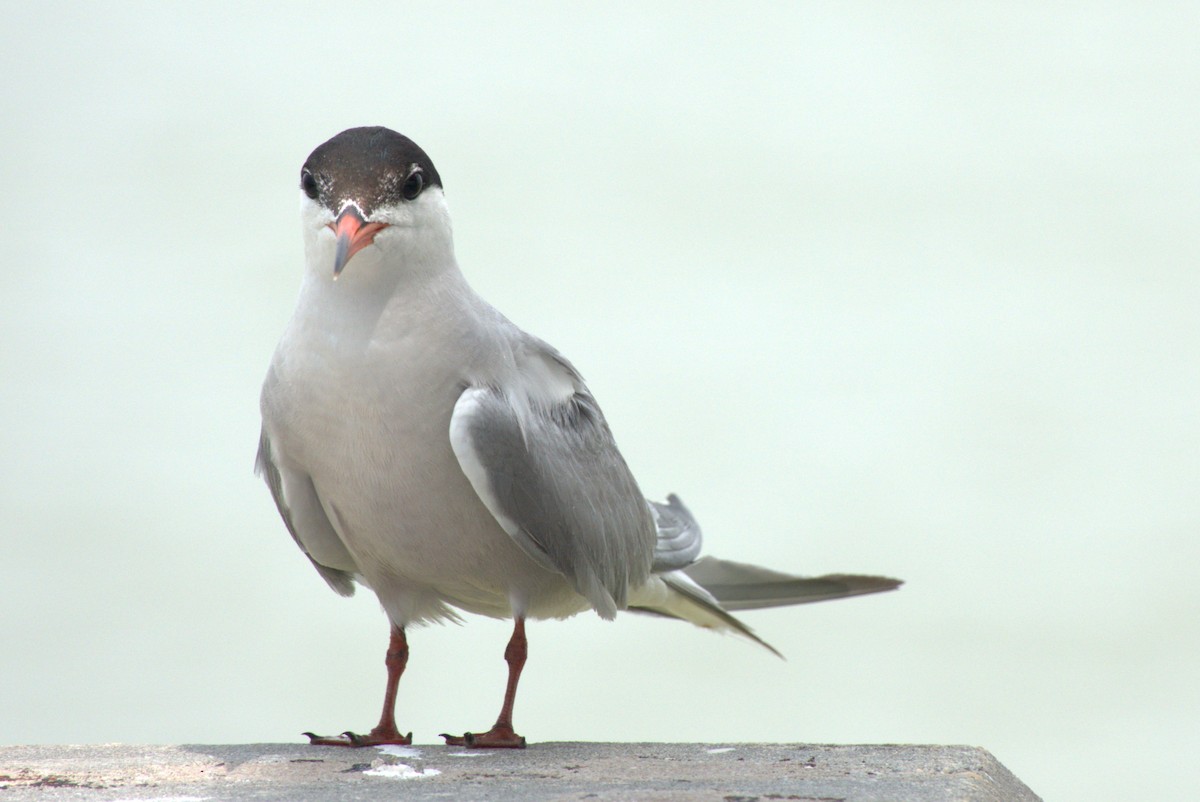 Common Tern - ML639788230