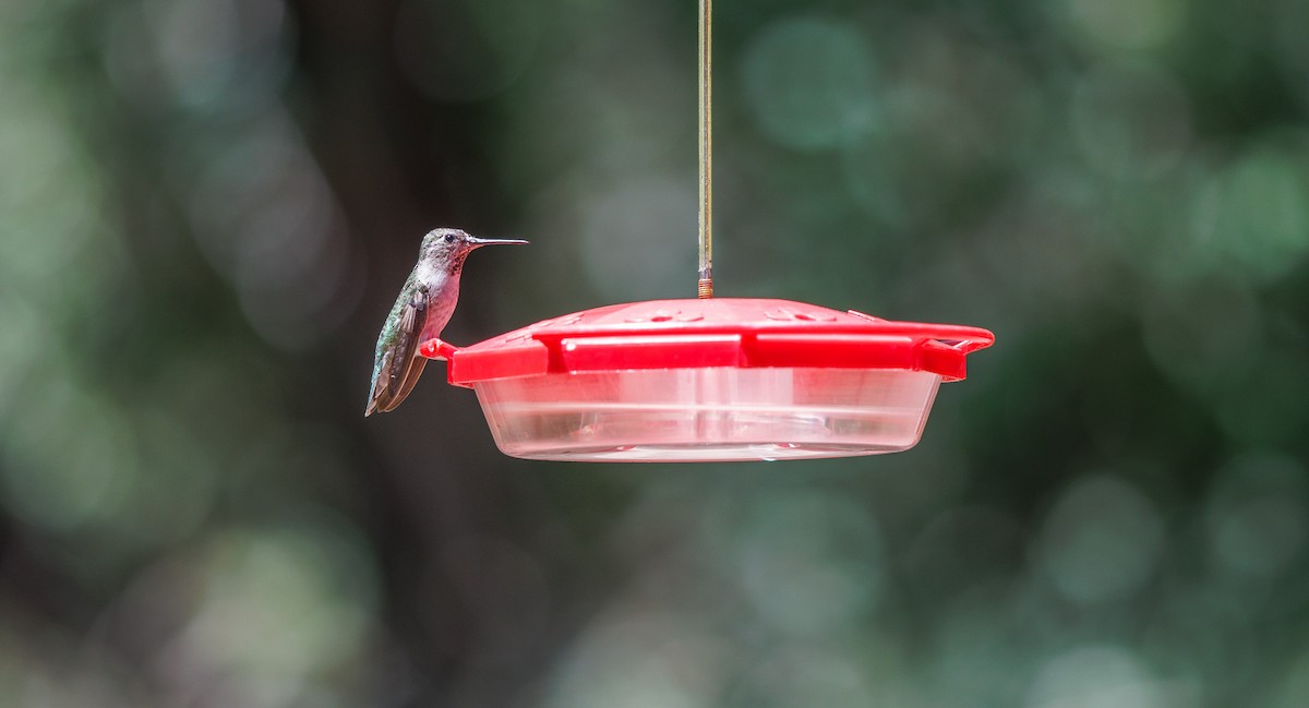 Anna's Hummingbird - ML639788256