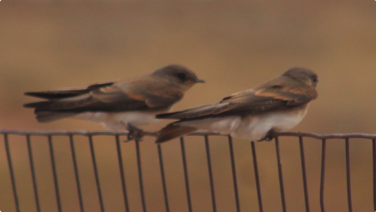 Northern Rough-winged Swallow - ML639788258