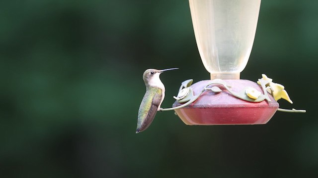 Ruby-throated Hummingbird - ML639788306