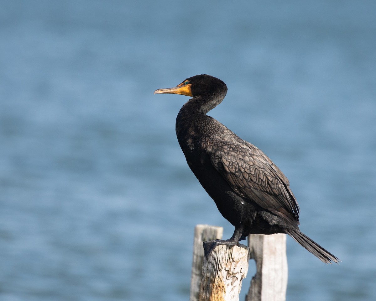 Double-crested Cormorant - ML639788339