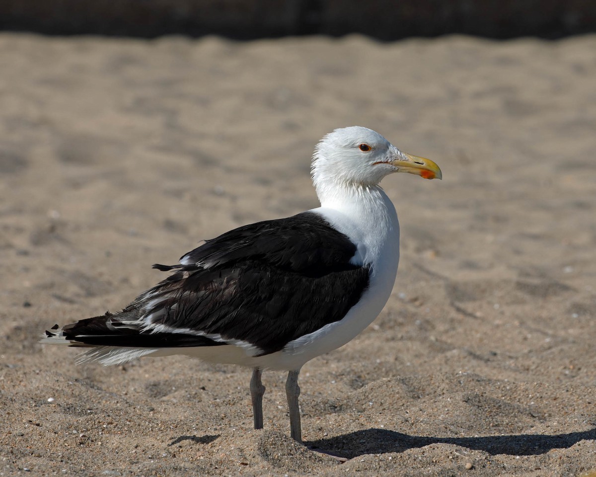 Great Black-backed Gull - ML639788383