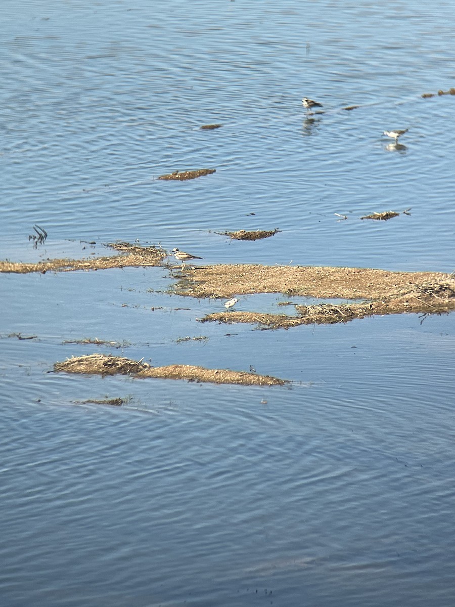 Snowy Plover - ML639788403