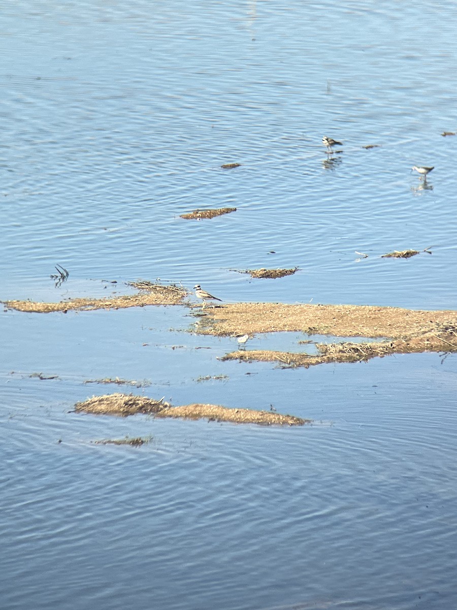 Snowy Plover - ML639788404