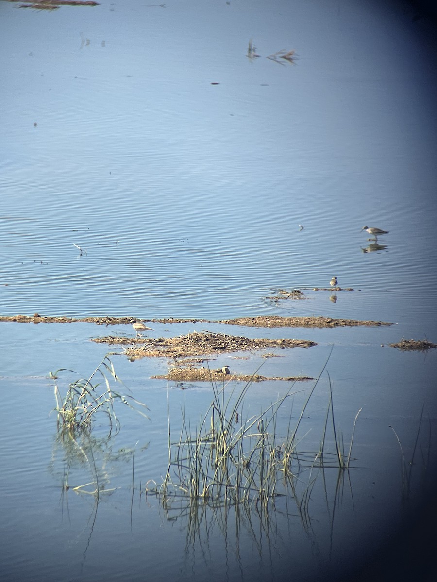 Semipalmated Plover - ML639788415