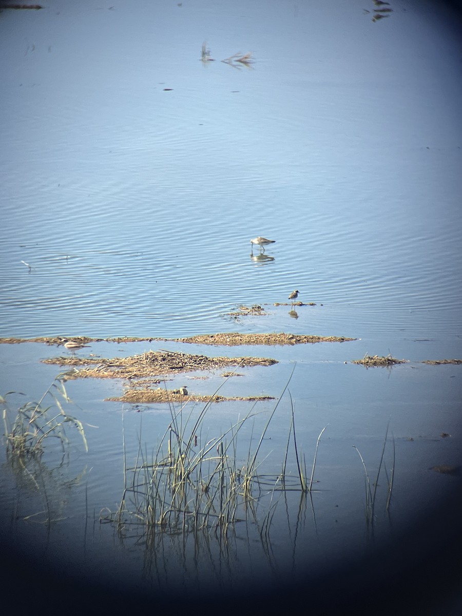 Semipalmated Plover - ML639788416
