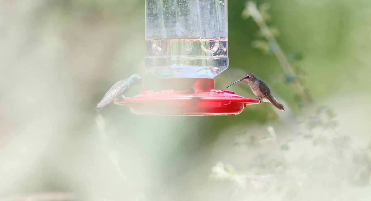 Black-chinned Hummingbird - ML639788431