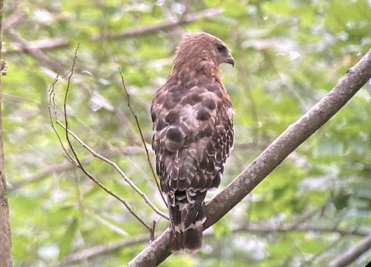 Red-shouldered Hawk - ML639788477