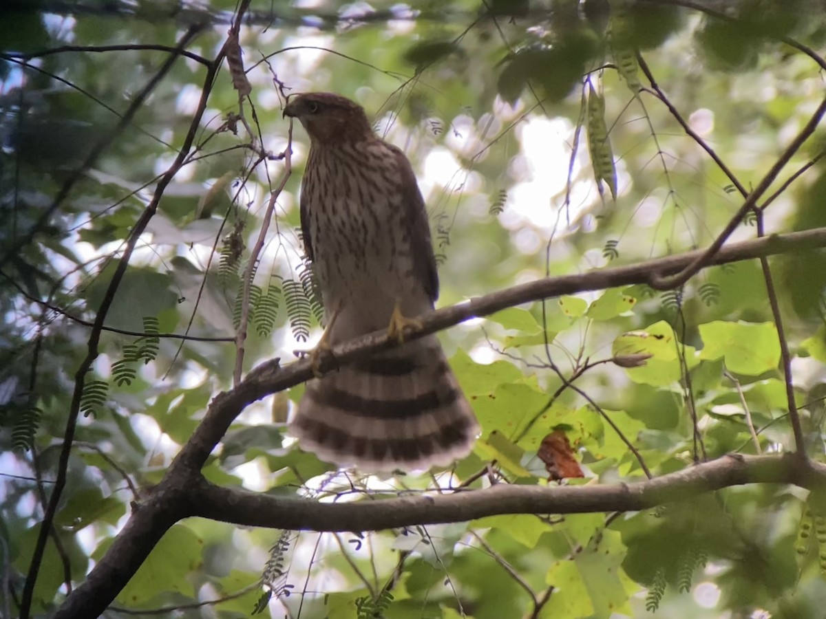 Cooper's Hawk - ML639788491