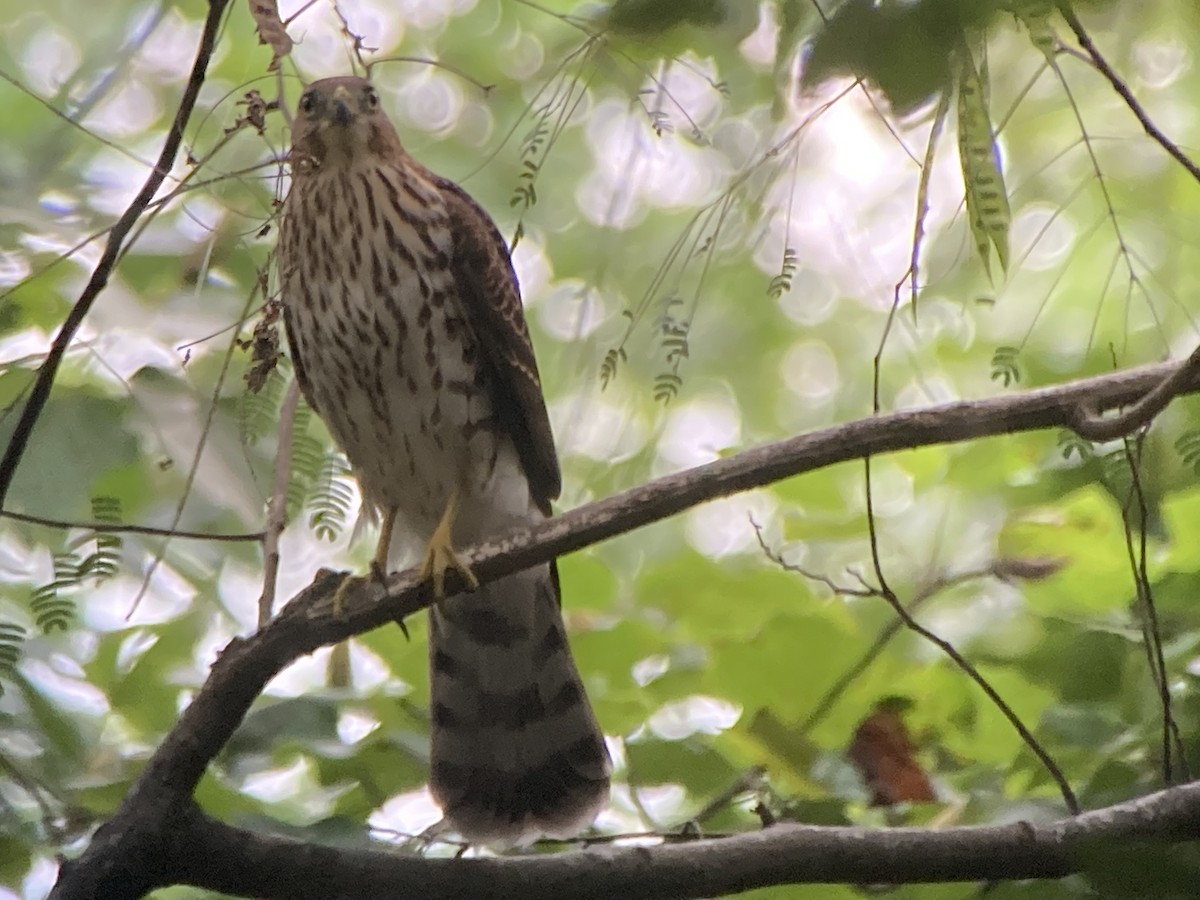 Cooper's Hawk - ML639788493