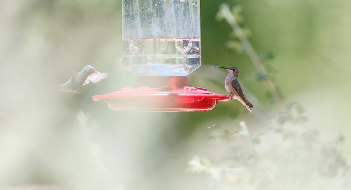 Black-chinned Hummingbird - ML639788499