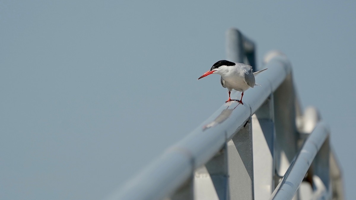Common Tern - ML639788515