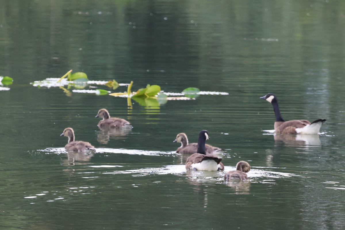 Canada Goose - ML639788553